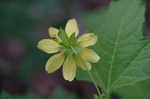 Hairy leafcup